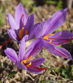 Žafran - Crocus sativus - čebulice krokusa - 3 kosi