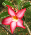 Puščavska vrtnica - Adenium obesum - semena puščavske vrtnice - 5 kosov