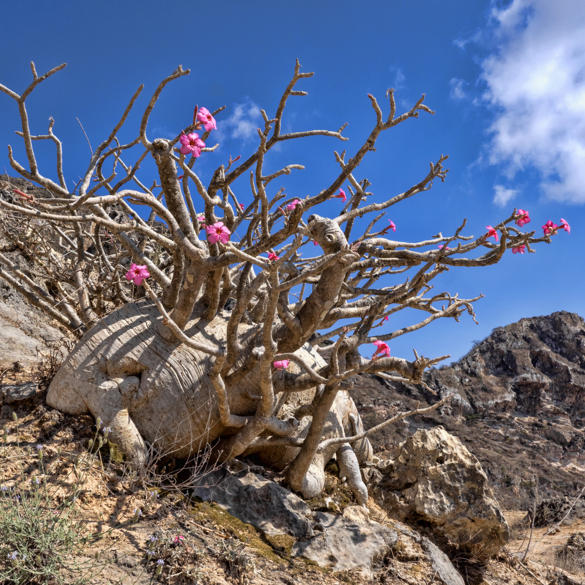 Pouštní růže - Adenium obesum - semena pouštní růže - 5 ks