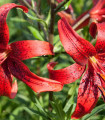 Liliija Rdeči Tiger - Lilium - čebulica lilije - 1 kos