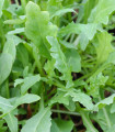 Divja rukola Napoli - Diplotaxis tenuiflora - semena rukole - 150 kos