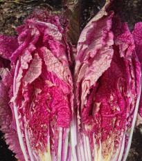 Zelí pekingské Scarvita F1 - Brassica pekinensis - semena zelí - 10 ks