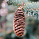 Smrk Wilsonův - Picea wilsonii - semena smrku - 12 ks