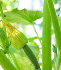 BIO Cuketa Alberello - Cucurbita pepo - bio semena cukety - 5 ks