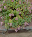 Okrasna origano Kirigami - Origanum rotundifolia - semena origana - 18 kos