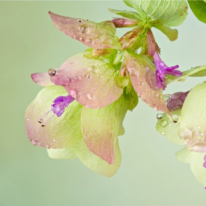 Okrasné oregano Kirigami - Origanum rotundifolia - semena oregana - 18 ks