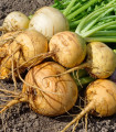 BIO Repa Wilhelmsburger - Brassica napus var. napobrassica - bio semena repe - 100 kos