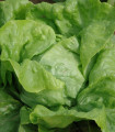Glavna solata »Dětenická atrakce« – Lactuca sativa – semena solate – 300 kosov