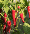 BIO Chilli Kajenský pepř - Capsicum annuum - bio semena chilli - 7 ks
