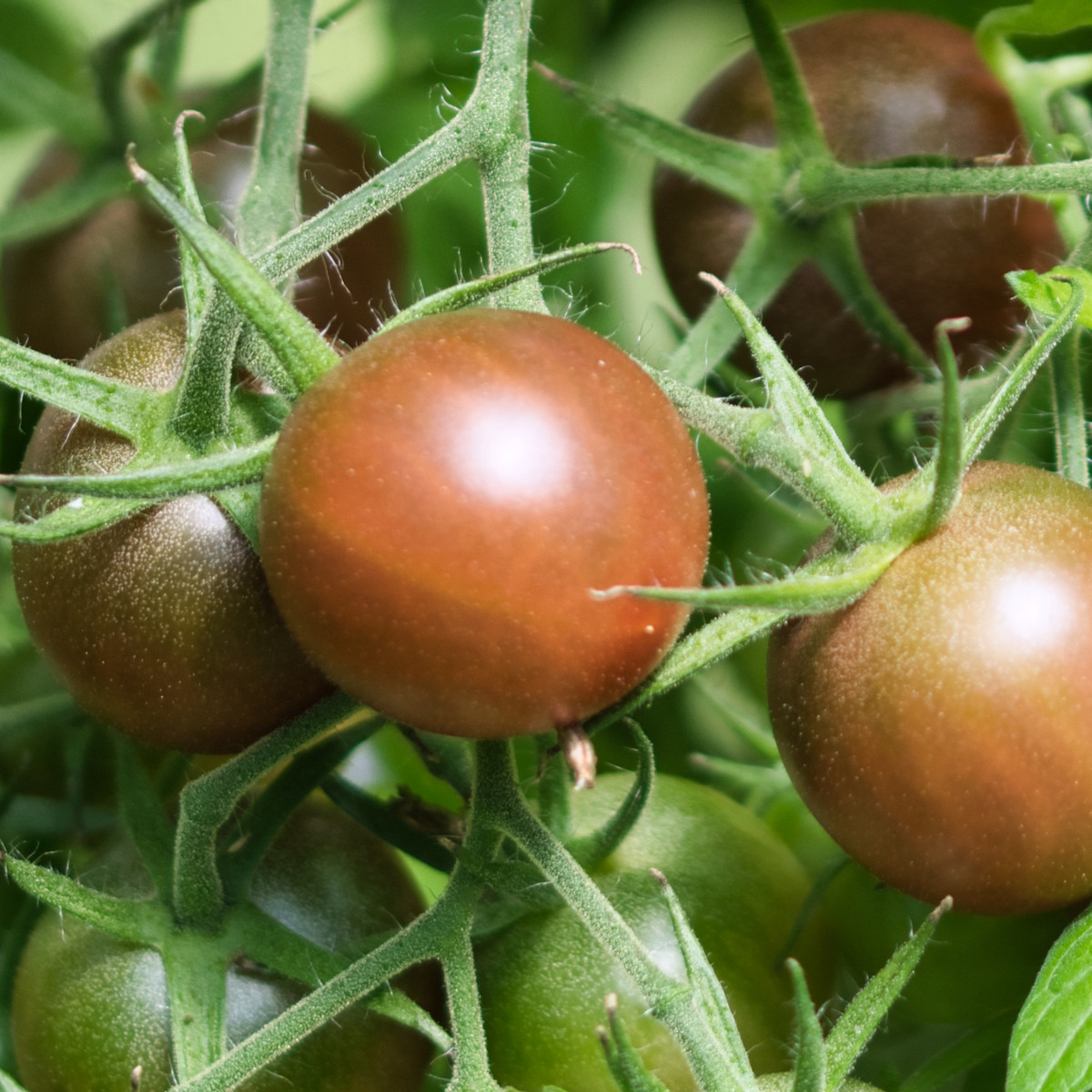 BIO Rajče černé Cherry - Solanum lycopersicum - bio semena rajčete - 6 ks