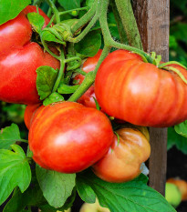 BIO Rajče Brandywine červené - Solanum lycopersicum - bio semena rajčete - 7 ks