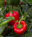 Paprika California Wonder - Capsicum annuum - semena paprike - 20 kos