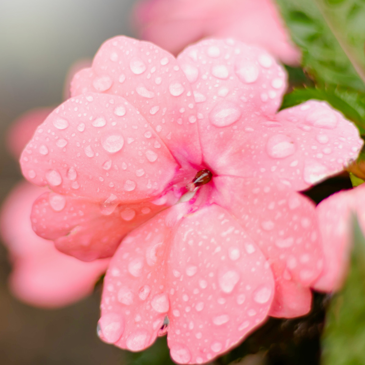 Netýkavka Campos Salmon F1 - Impatiens walleriana - semena netýkavky - 20 ks