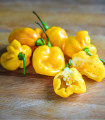 Chilli Big Sun Habanero - Capsicum chinense - semena čilija - 6 kosov