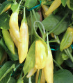 BIO Čili Lemon Drop - Capsicum baccatum - semena čili - 7 kosov