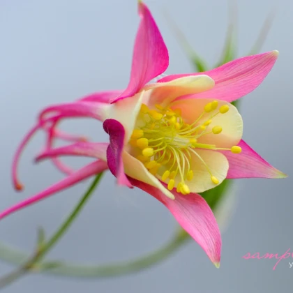 Orlíček velkokvětý Coral - Aquilegia caerulea - semena orlíčku - 100 ks