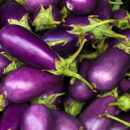 Lilek Jewel Amethyst - Solanum melongena - semena lilku - 10 ks