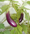 Jajčevec Jewel Jet - Solanum melongena - semena jajčevca - 10 kosov