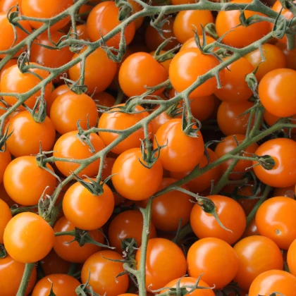 Rajče Aprikola F1 - Solanum lycopersicum - semena rajčete - 7 ks