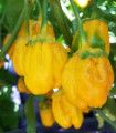 Chilli 7 Pot Bubblegum Yellow - Capsicum chinense - semena čili - 7 kos