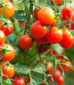 Divji paradižnik Rote Murmel - Solanum pimpinellifolium - semena paradižnika - 10 kos