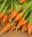 BIO Korenček Chantenay - Daucus carota - bio semena korenčka - 350 kos