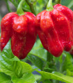 BIO Čili Habanero rdeče - Capsicum chinense - bio semena čilija - 6 kos
