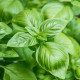 Bazalka pravá Compact - Ocimum basilicum - semena bazalky - 400 ks