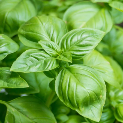 Bazalka pravá Compact - Ocimum basilicum - semena bazalky - 400 ks