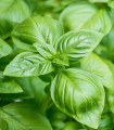 Bazalka pravá Compact - Ocimum basilicum - semena bazalky - 400 ks