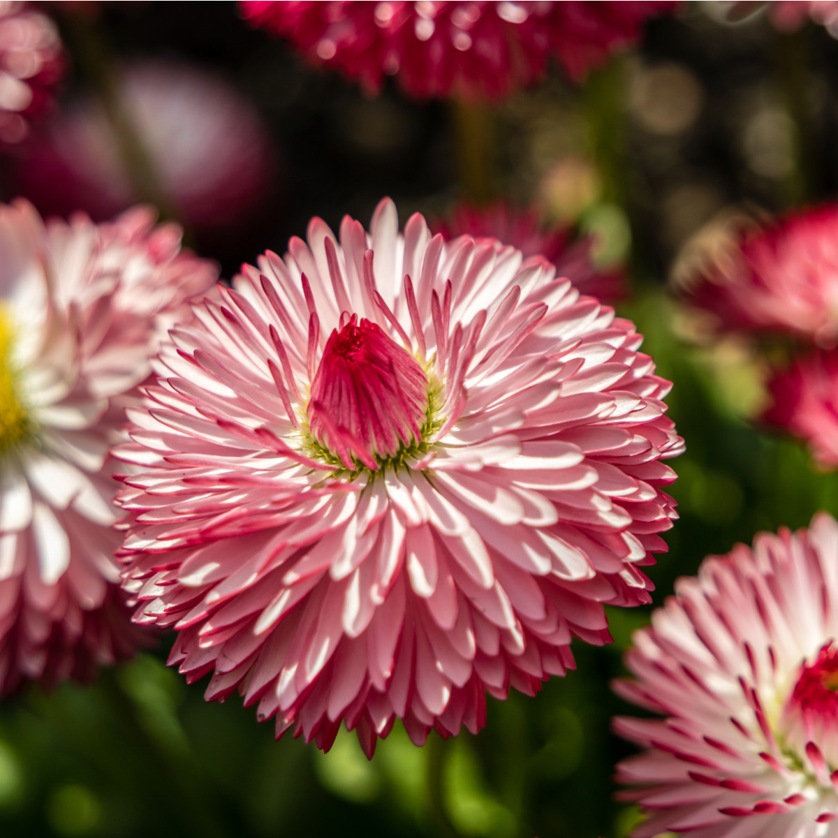 Sedmikráska růžová Roggli - Bellis perennis - semena sedmikrásky - 50 ks