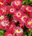 Rdeča marjetica Roggli - Bellis perennis - semena marjetice - 50 kos