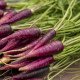 BIO Mrkev fialová Gniff - Daucus carota - bio semena mrkve - 400 ks