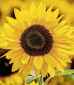 Sončnica Sunspot - Helianthus annuus - semena sončnice - 15 kosov