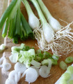 BIO Spomladanska čebula Beli Lisabon - Allium cepa - bio semena čebule - 100 kos