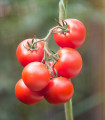 Paradižnik Gardeners Delight - Solanum lycopersicum - semena paradižnika - 10 kosov