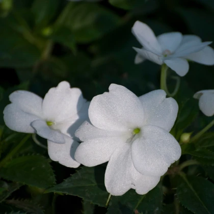Netýkavka bílá Accent F1 - Impatiens walleriana - semena netýkavky - 20 ks