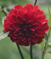Dahlia Thomas Edison – Dahlia – gomolji dalije – 1 kos
