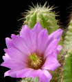 Kaktus - Echinocereus viereckii var. viereckii - semena kaktusa - 8 kos