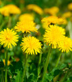 BIO Regrat - Taraxacum officinalis - bio semena regrata - 400 kos