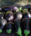 BIO Jajčevec Meronda - Solanum melongena - bio semena jajčevca - 15 kosov