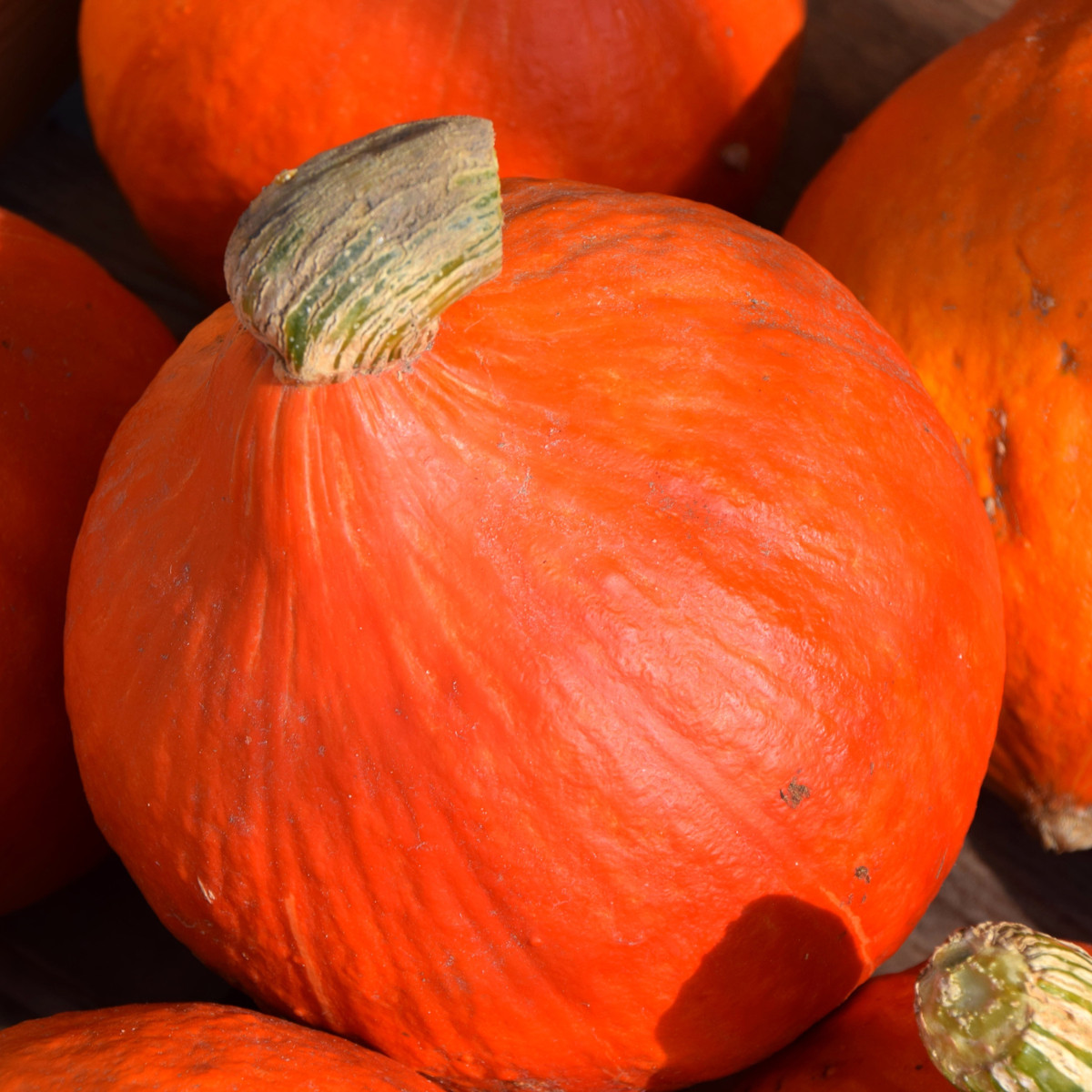 BIO Dýně Solor - Cucurbita maxima - bio semena dýně - 7 ks