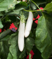 Beli vitez F1 jajčevec - Solanum aethiopicum - semena jajčevca - 10 kos