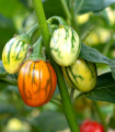 Okrasni jajčevec Striped Toga - Solanum melongena - semena jajčevca - 10 kosov