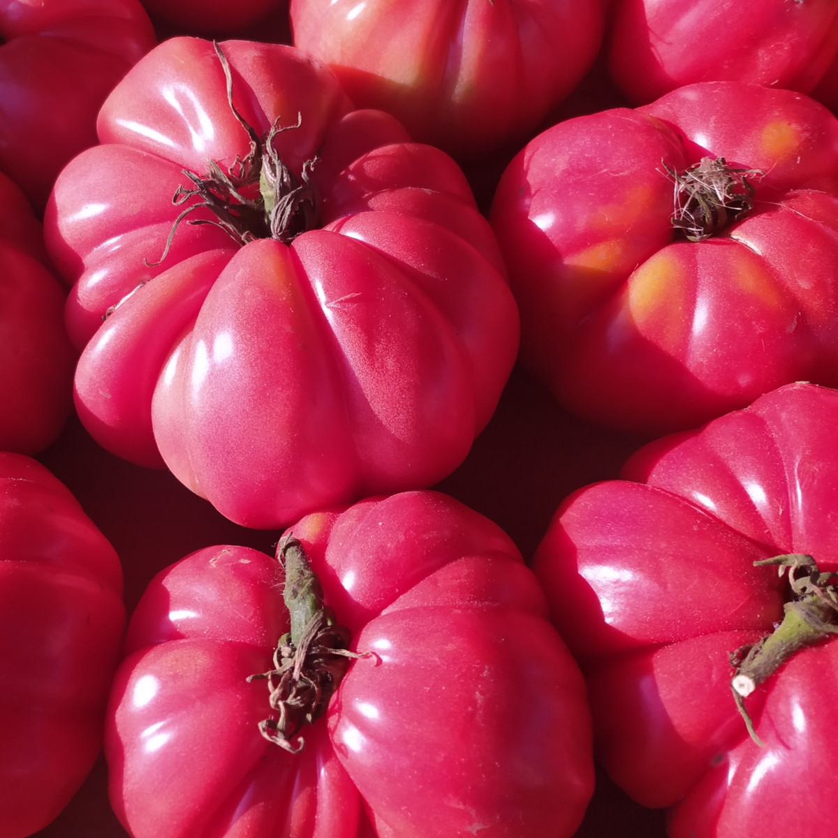 BIO Rajče Bührer-Keel - Solanum lycopersicum - bio semena rajčete - 8 ks