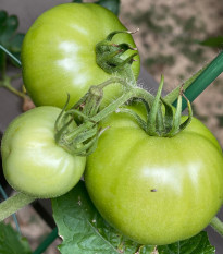 BIO Paradižnik White Beauty - Solanum lycopersicum - bio semena paradižnika - 20 kosov