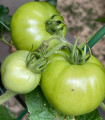 BIO Paradižnik White Beauty - Solanum lycopersicum - bio semena paradižnika - 20 kosov