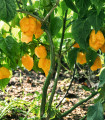 Chilli Carolina Reaper yellow - Capsicum chinense - semena čili - 5 kos