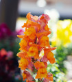 Oranžna levjesrčna - Antirrhinum majus - semena levjesrčne - 20 kosov