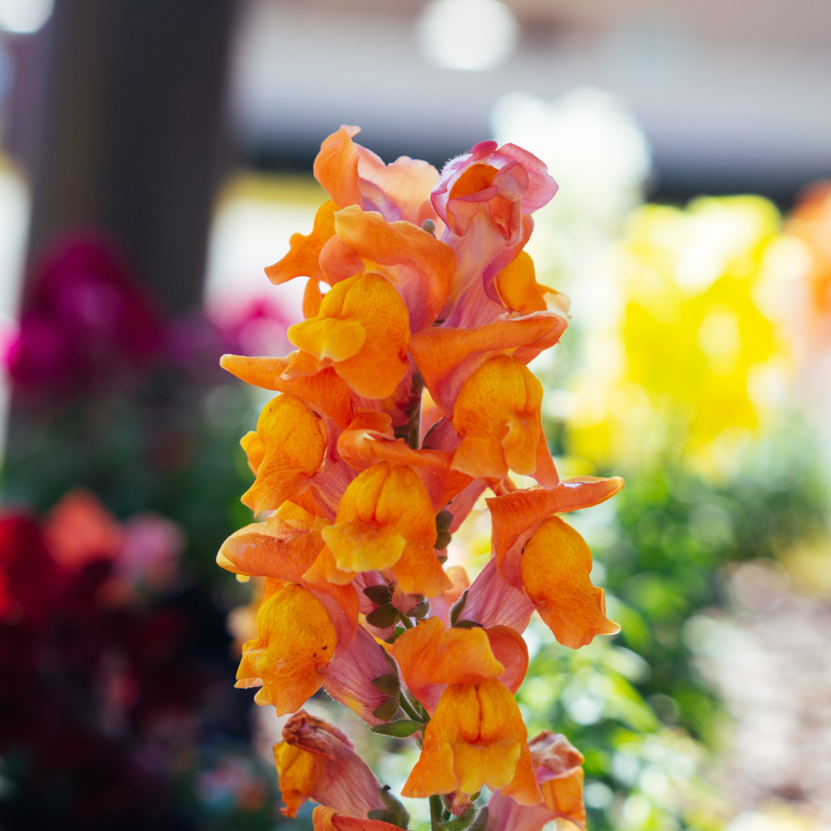 Hledík větší oranžový - Antirrhinum majus - semena hledíku - 20 ks